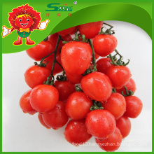 Organic cultivated red cherry tomatoes for sale